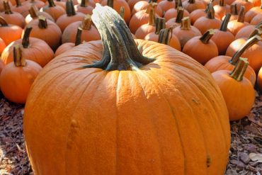 гарбуз дітям, фото: © Jennifer Silata